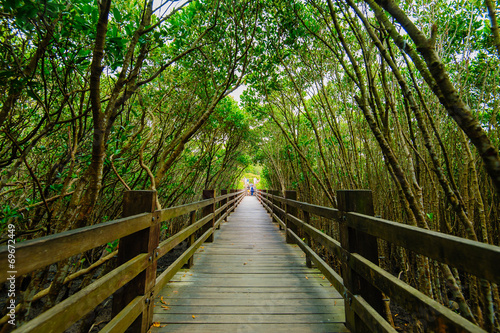 Mangrove forest with wood Walk way #69672449