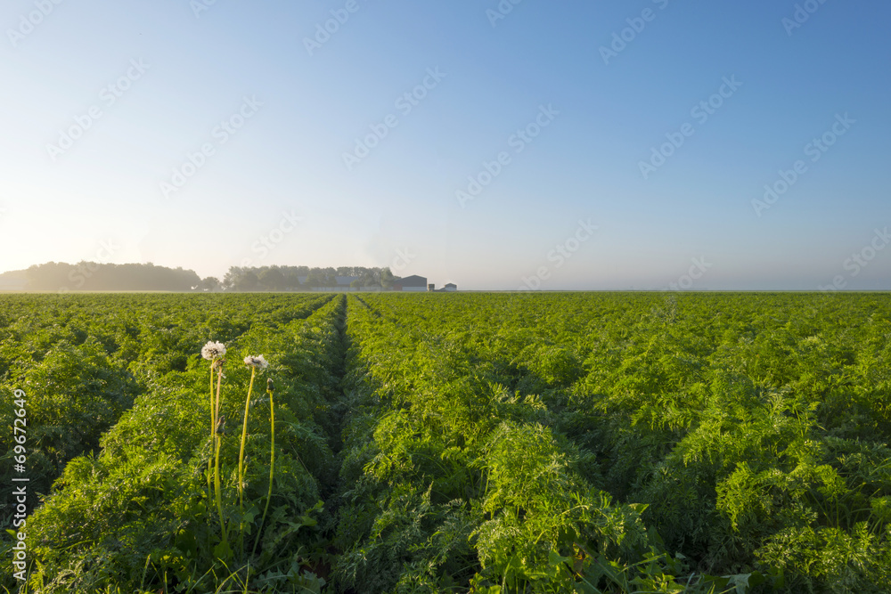 Naklejka premium Carrots growing on a field in summer