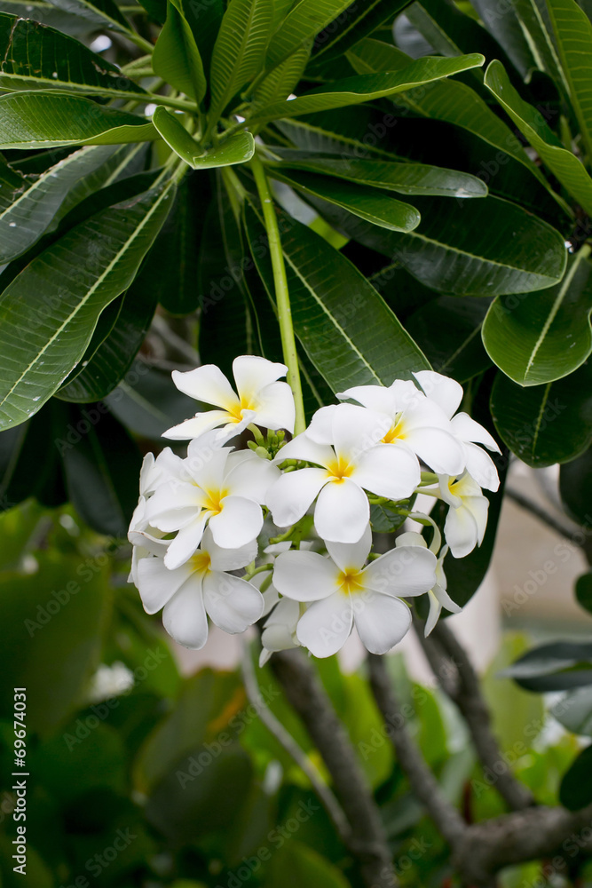 white and yellow frangipani flowers with leaves in background white and yellow frangipani flowers with leaves in background