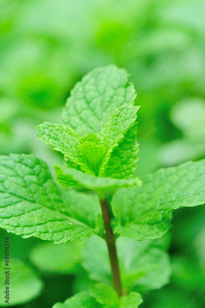 mint plants grow in vegetable garden mint plants grow in vegetable garden