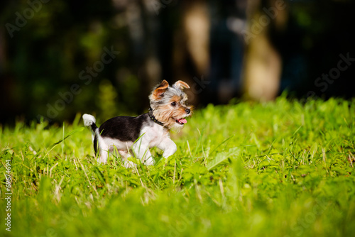 puppy running outdoors