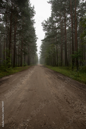 misty country road in the early morning