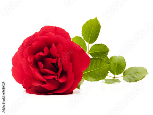 Rote Rose
