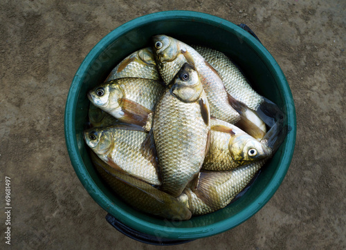 Fish crucian (river carp) in bucket