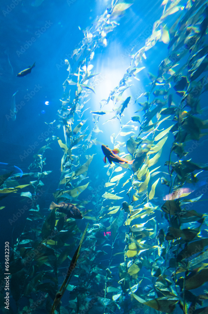 Fototapeta premium Under water