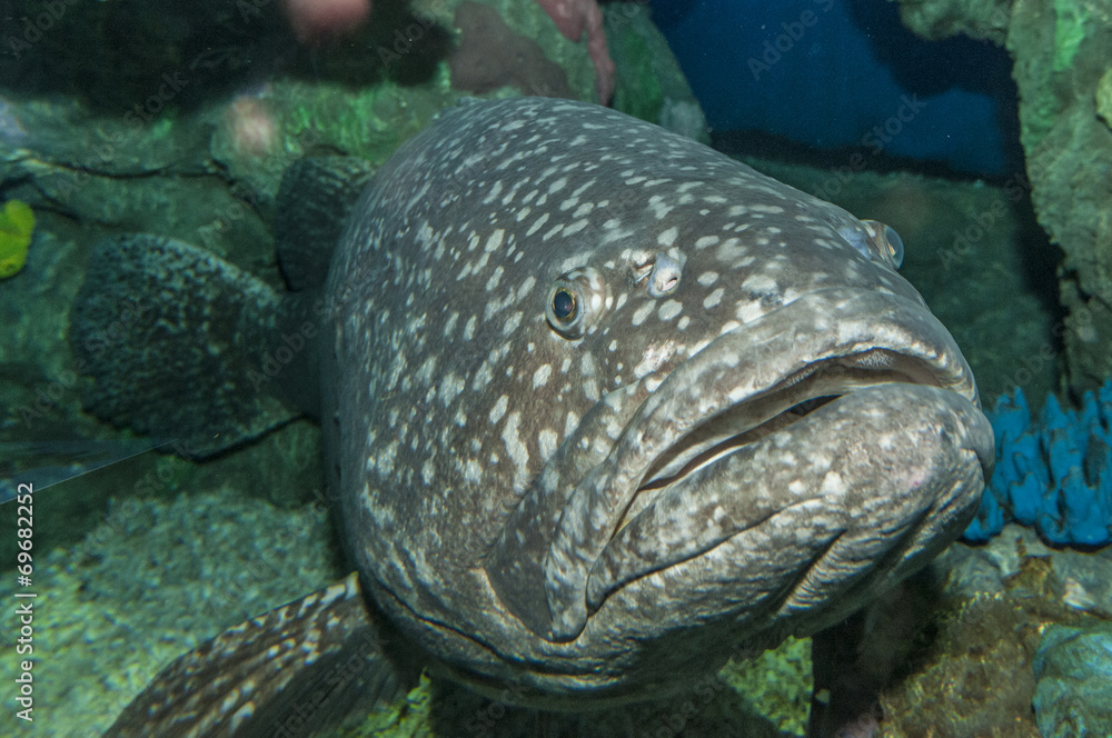 Grouper fish Grouper fish