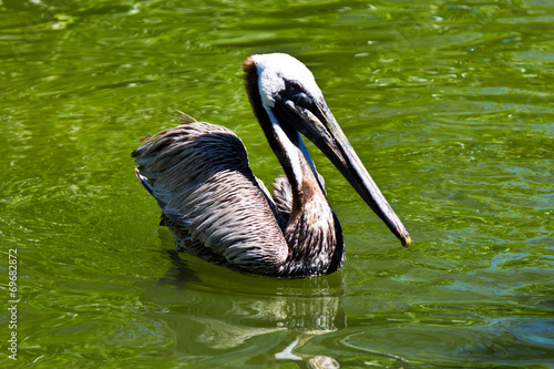 Pelican a large water bird of the Pelecanidae family