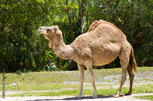 Dromedary camel also know as Arabian Camel and Indian Camel