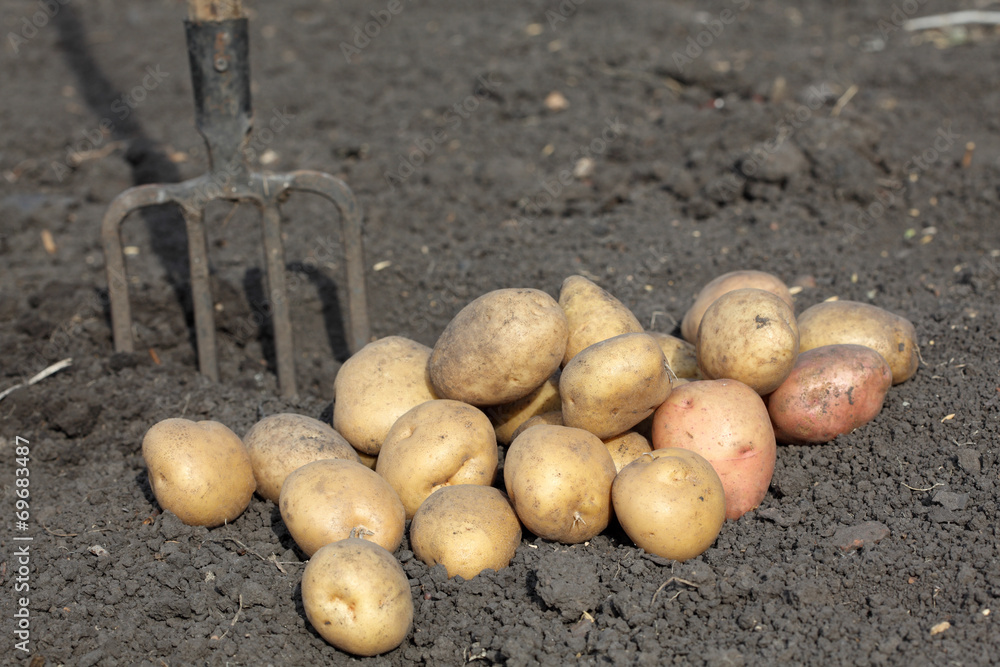 Fresh Potatoes Fresh Potatoes