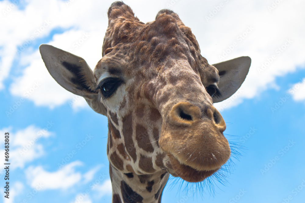 Portrait of a reticulated giraffe