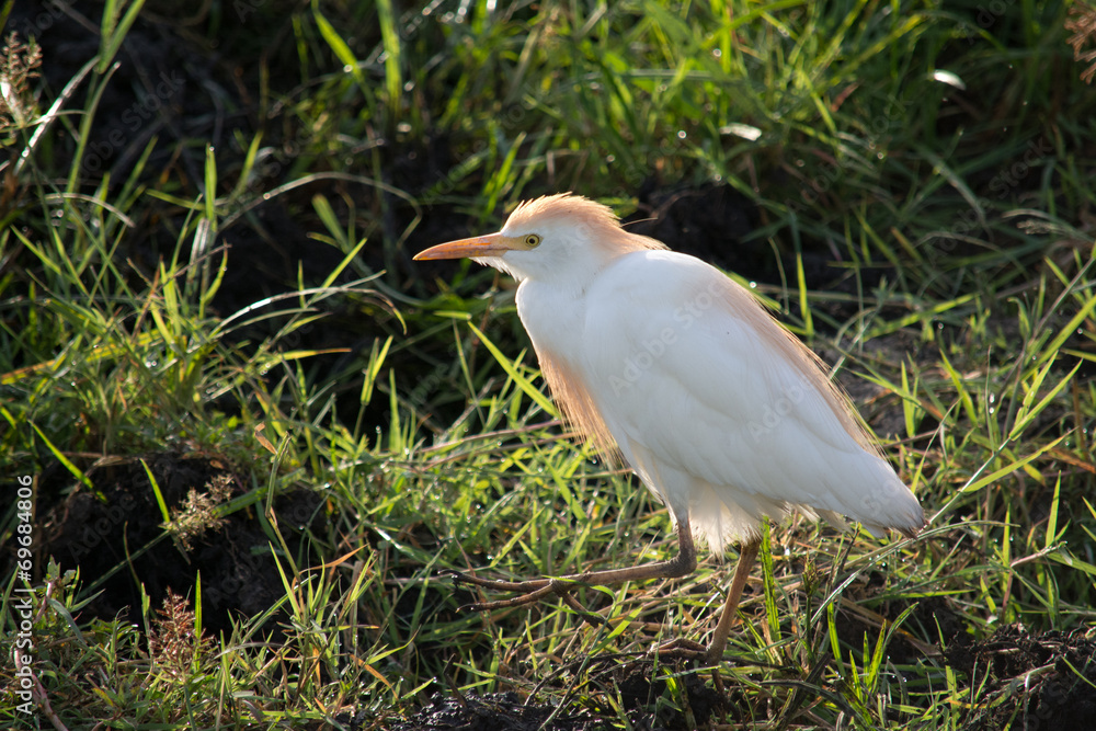 The cattle egret (Bubulcus ibis) Aigrette The cattle egret (Bubulcus ibis) Aigrette