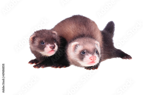 Little ferret babies © bozhdb