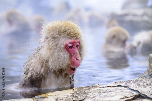 Macaque Snow Monkey in Nagano, Japan © SeanPavonePhoto