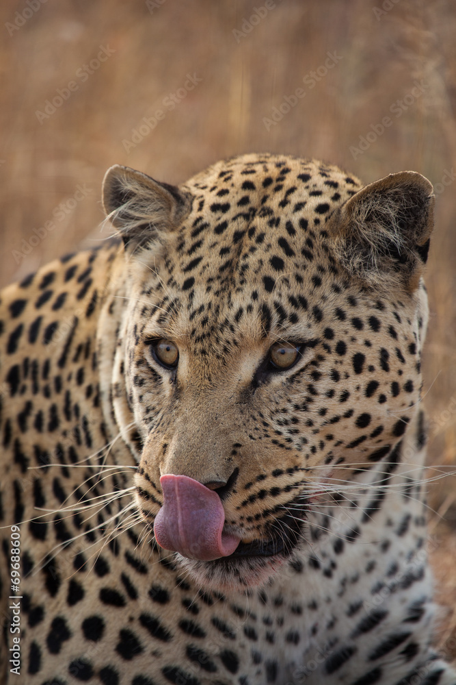 Fototapeta premium Leopardo in namibia