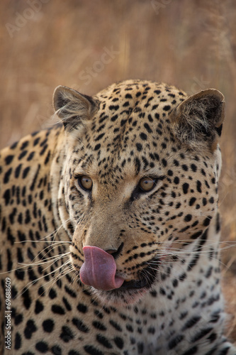 Leopardo in namibia
