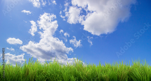 grass meadow and sky