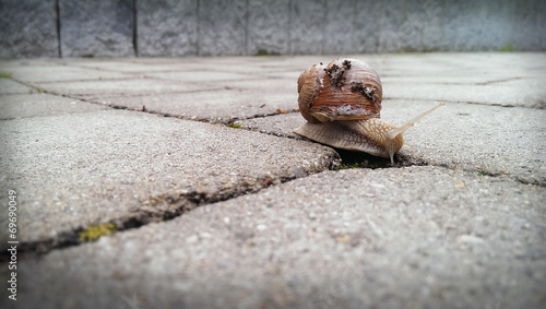 Snail