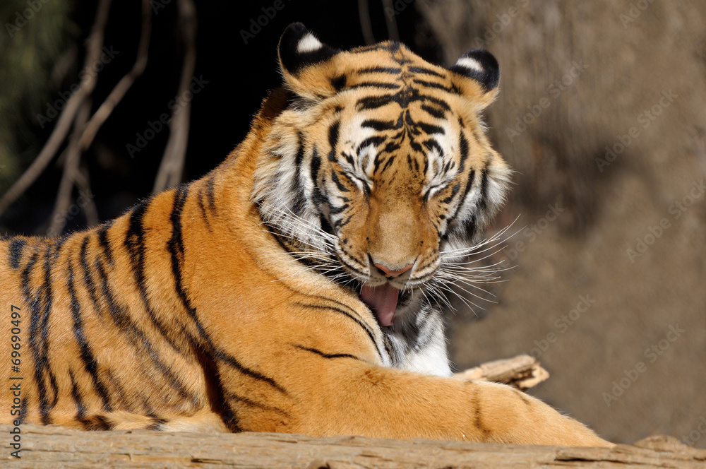 Tiger Tiger