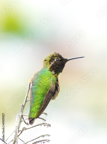 Anna's hummingbird photo