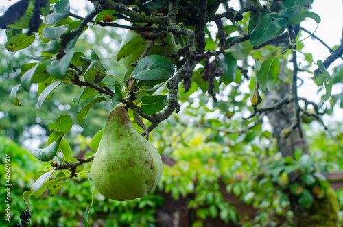 tree branch with pear fruit in the garden