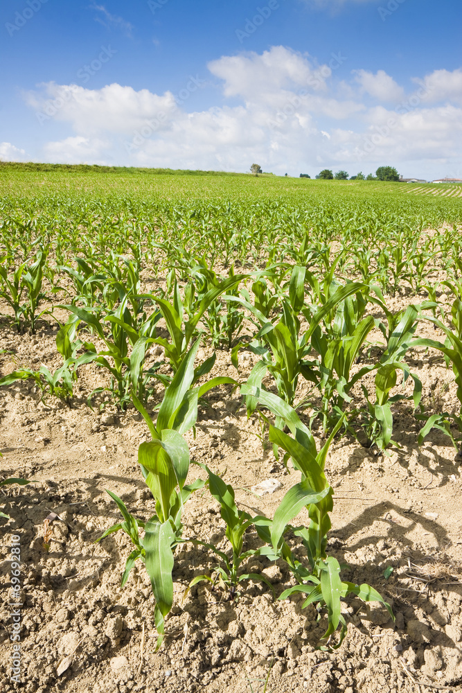 Corn Field in spring