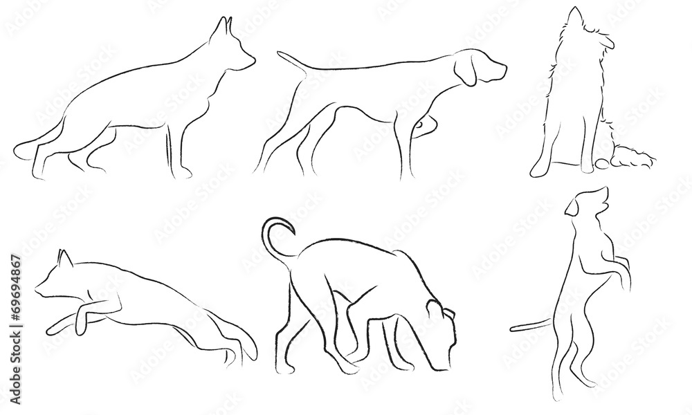 Foto dog art
