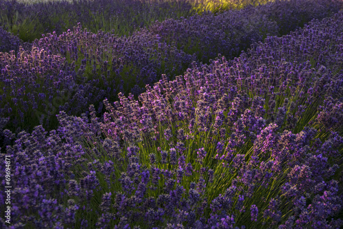Early Morning Lavender