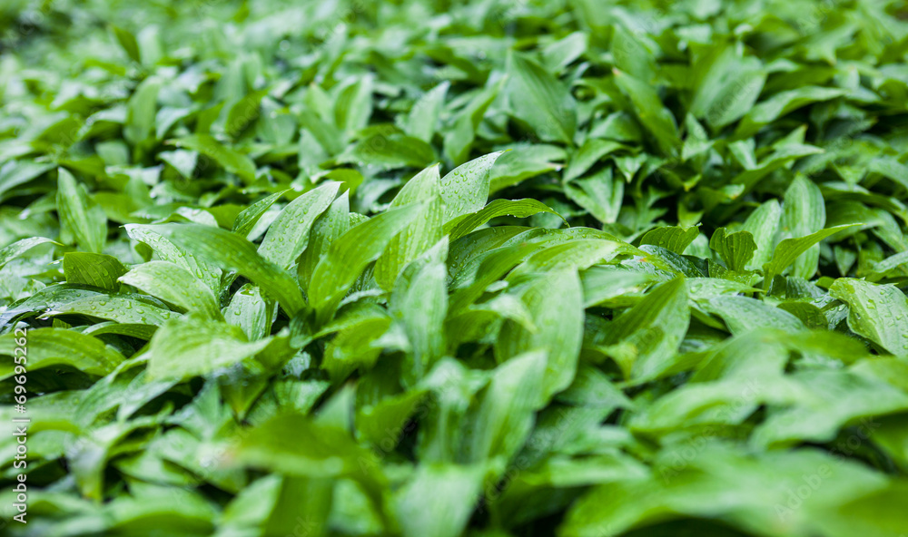 Green leaves of hosta with rain drops Green leaves of hosta with rain drops