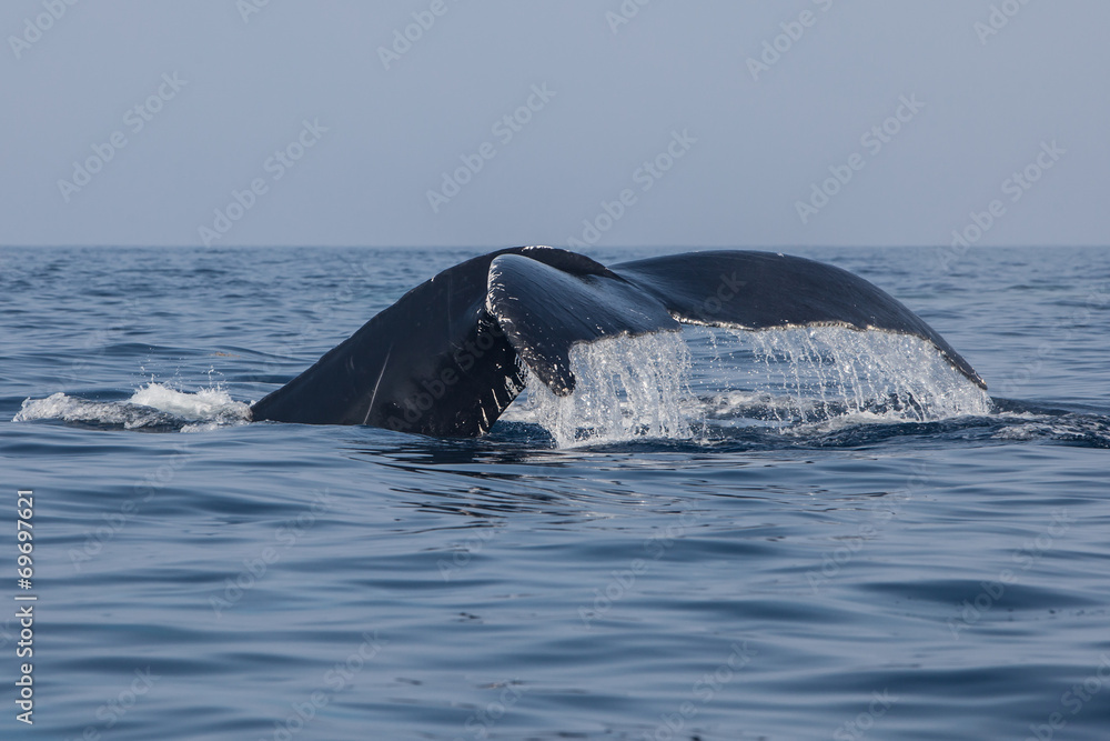 Naklejka premium Humpback Whale Fluke