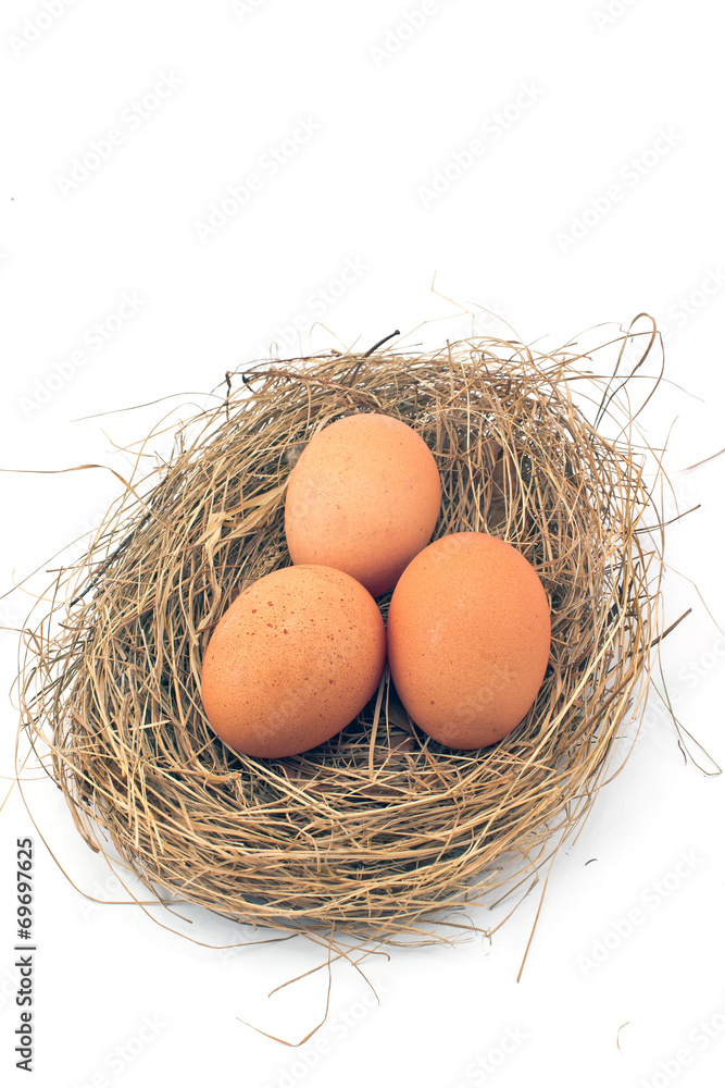 Eggs in Nest isolated on white Eggs in Nest isolated on white