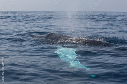 Humpback Whale Breathing