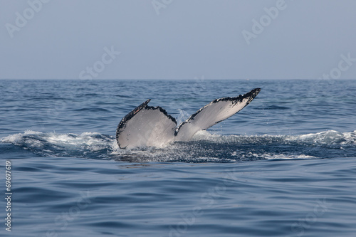 Whale Fluke © ead72