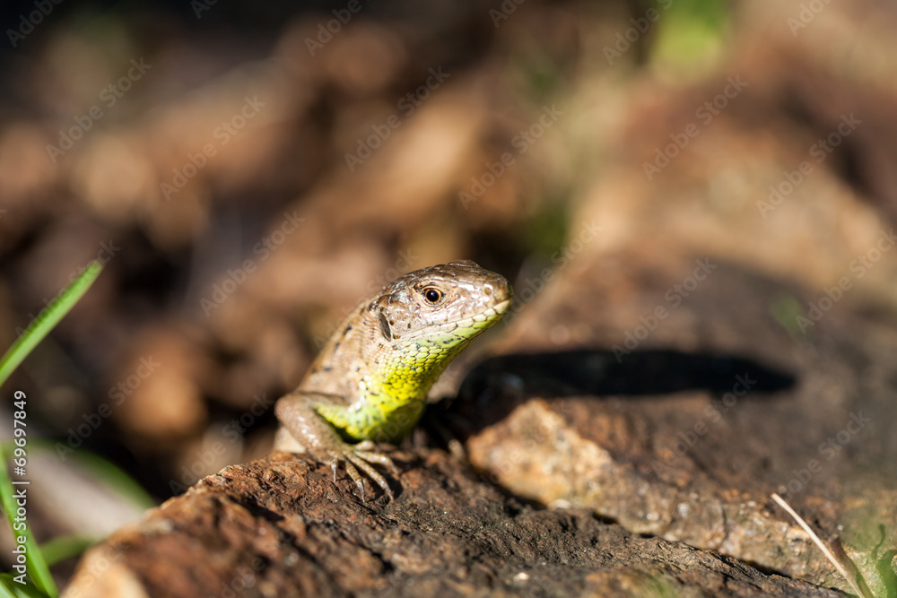 Agile lizard in its natural habitat Agile lizard in its natural habitat
