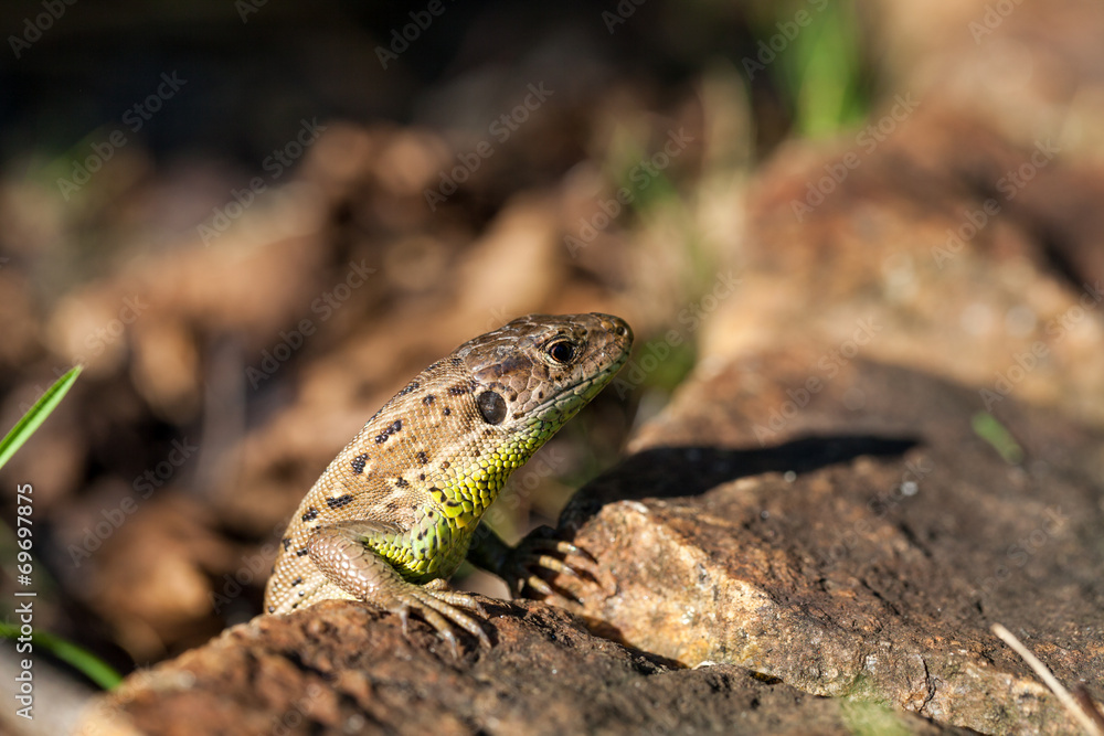 Agile lizard in its natural habitat Agile lizard in its natural habitat