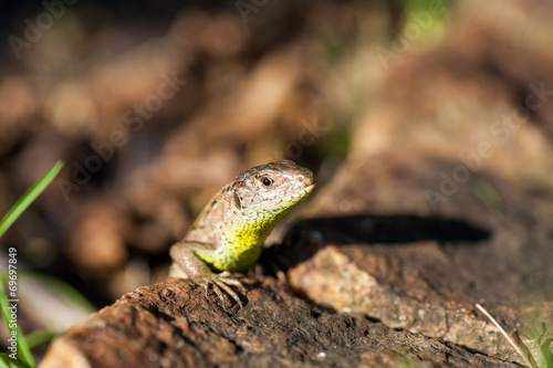Agile lizard in its natural habitat