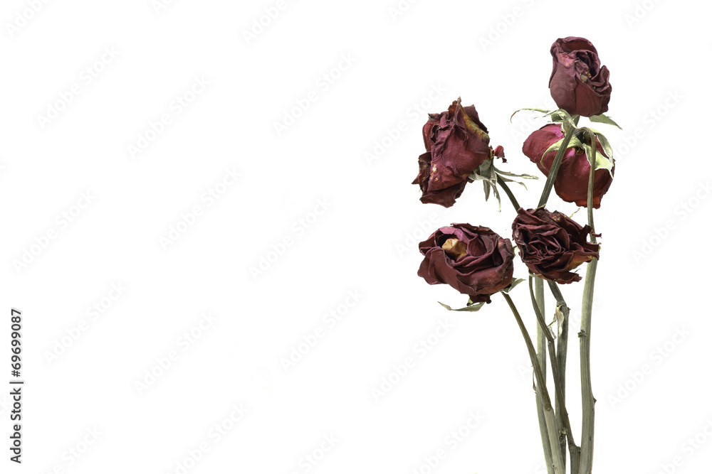 Obraz premium withered rose