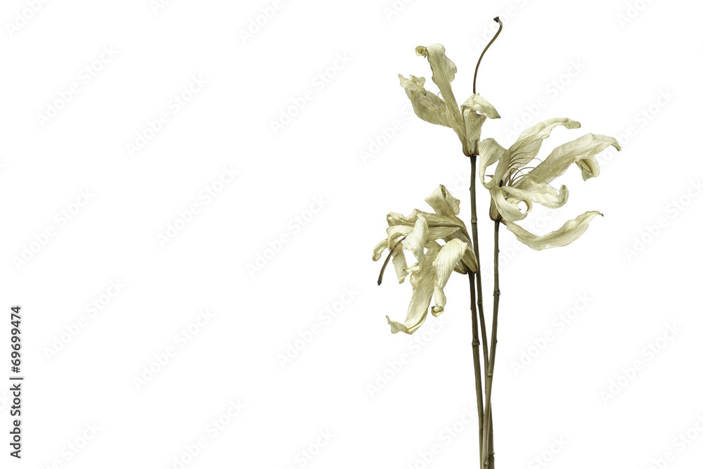 Naklejka premium red flower wither