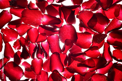 translucent red Rose petals background