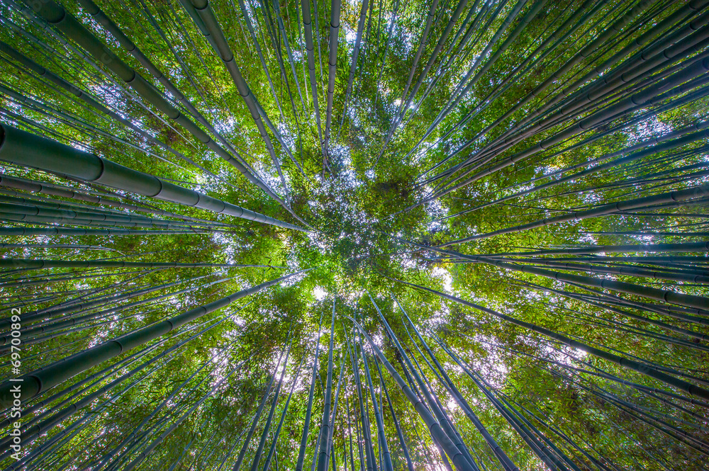 Shot of bamboo looking up in South Korea Shot of bamboo looking up in South Korea
