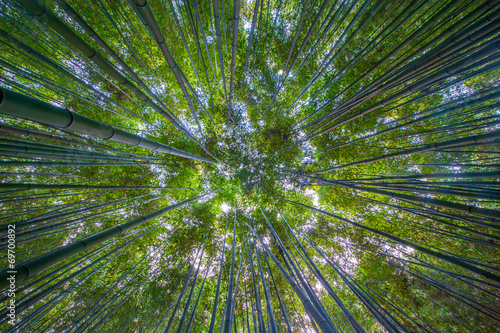 Shot of bamboo looking up in South Korea