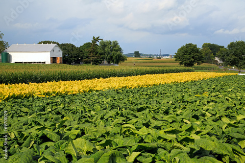 Obraz na plátně Pennsylvania Tobacco Field
