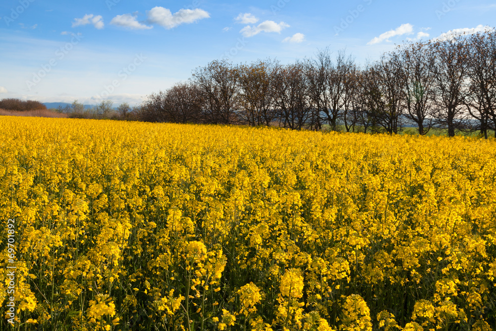 Fields colza.