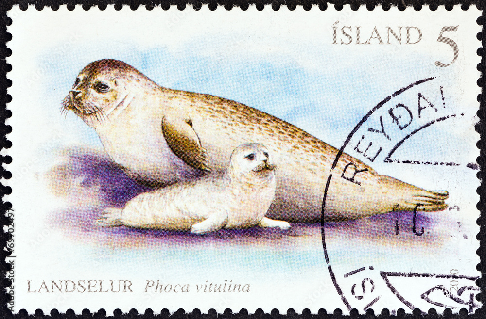 Fototapeta premium Harbor seals (Iceland 2010)