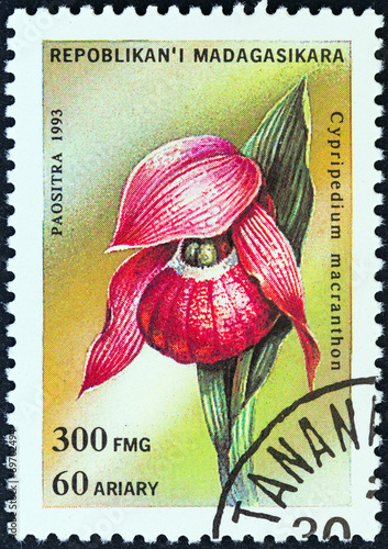 Large-flowered Cypripedium (Madagascar 1993) photo