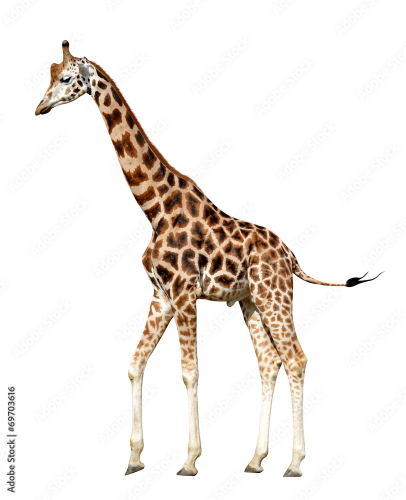 Fototapeta premium giraffe isolated on white background