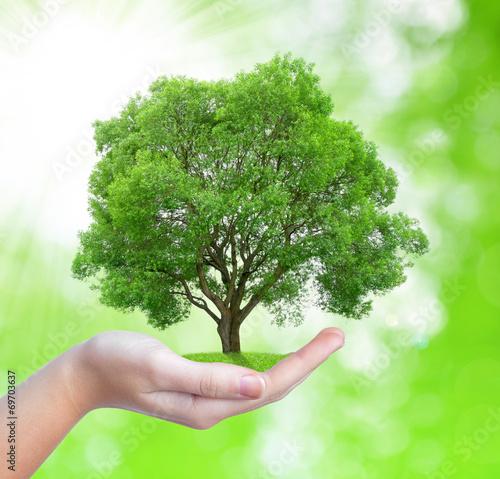 Growing tree in hand on green natural background