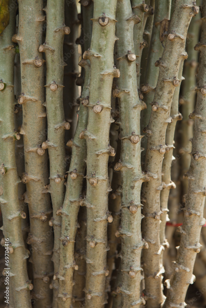 Forest cassava Forest cassava