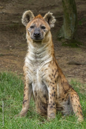 Spotted hyena