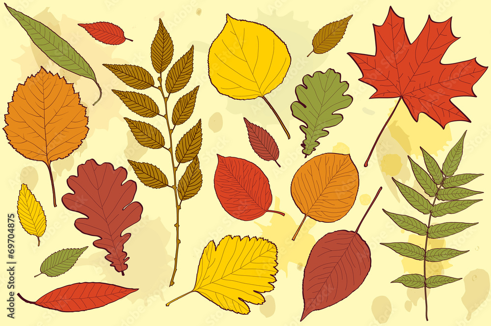 Fototapeta premium autumn leaves vector