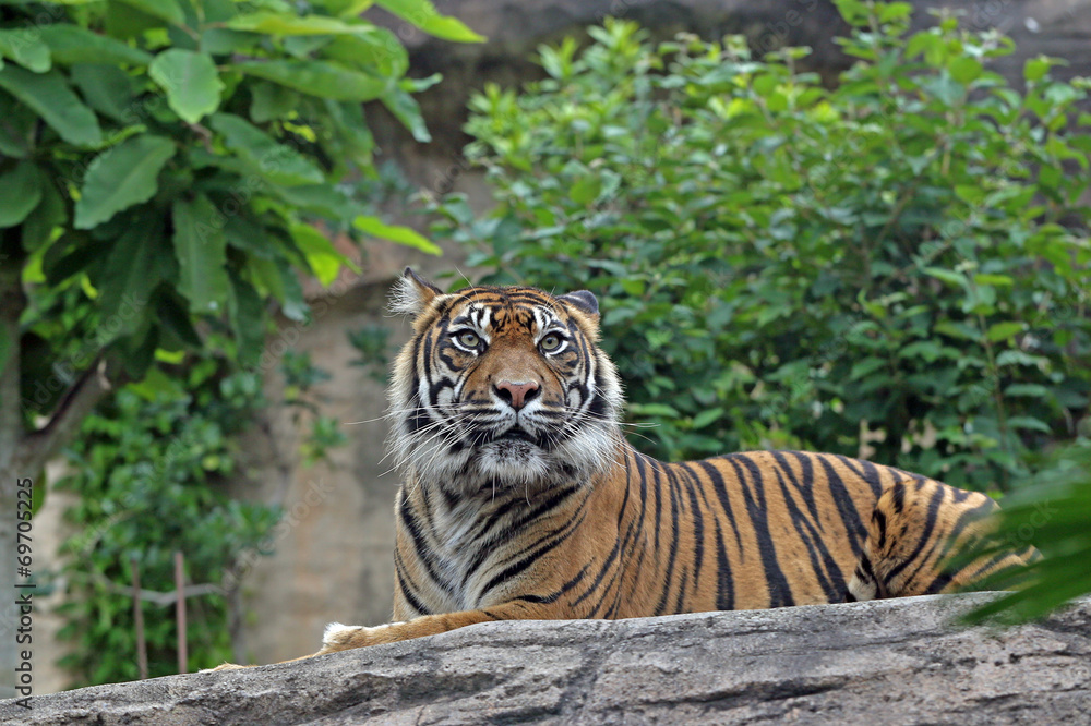 Fototapeta premium スマトラトラ -Sumatran Tiger-